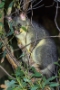 possum 1